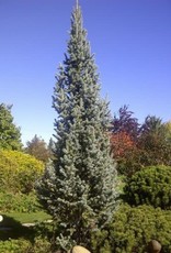 Bron and Sons Picea p. 'Fastigiata' #5 - Columnar Blue Spruce