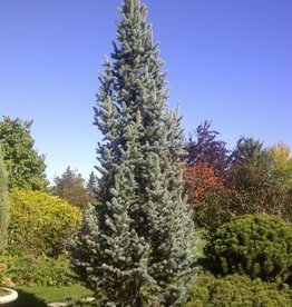 Bron and Sons Picea p. 'Fastigiata' #5 - Columnar Blue Spruce