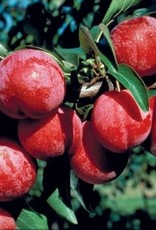 Bron and Sons Prunus 'Pembina' #5 CVIG4 - Pembina Plum