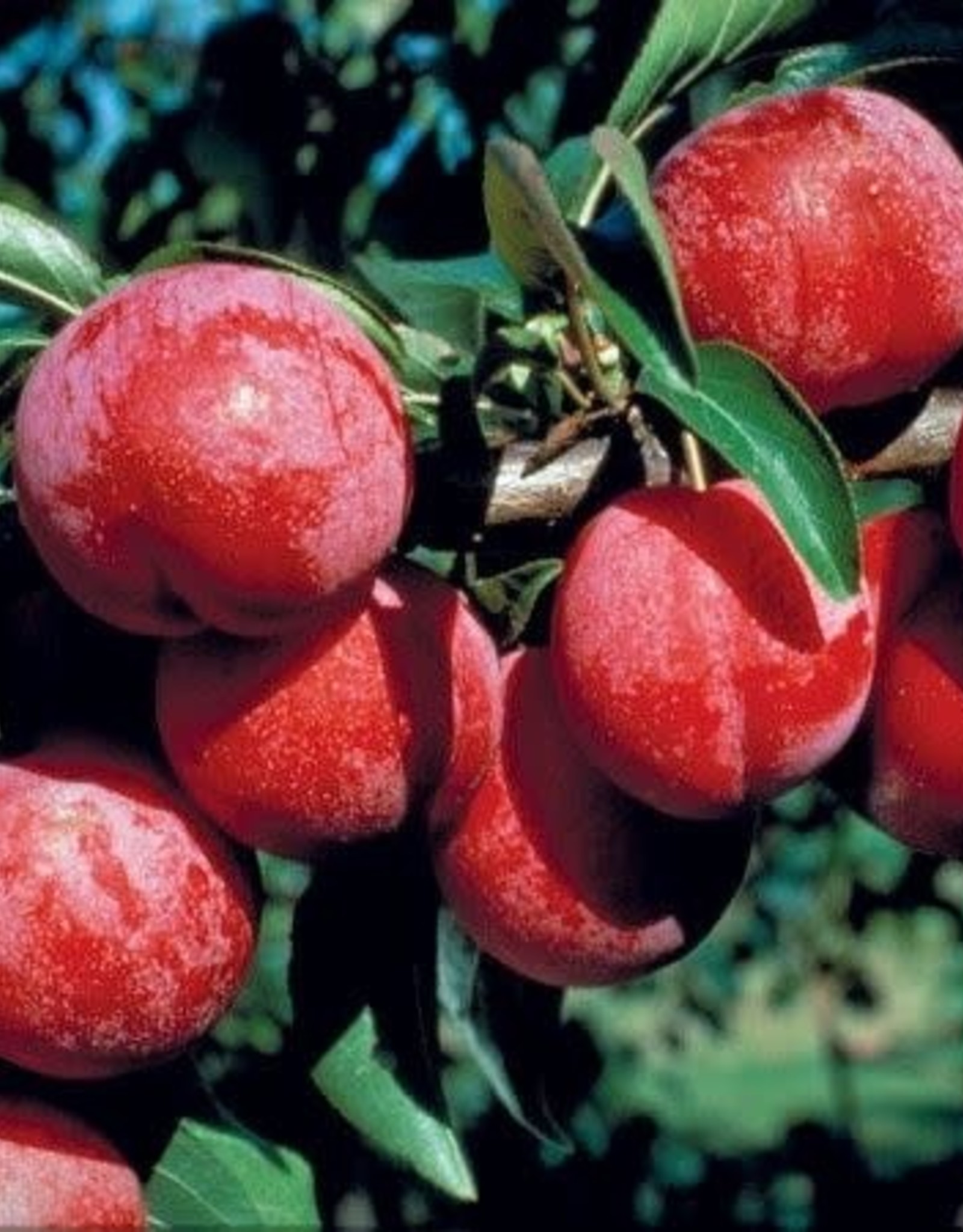 Prunus 'Pembina' #5 CVIG4 - Pembina Plum - Wagon Wheel