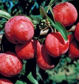 Bron and Sons Prunus 'Pembina' #5 CVIG4 - Pembina Plum