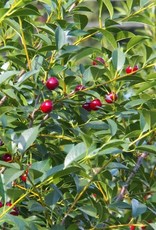 Bron and Sons Prunus x ker. 'SK Carmine Jewel' #5 Cherry Tree
