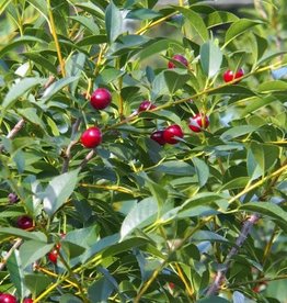 Bron and Sons Prunus x ker. 'SK Carmine Jewel' #5 Cherry Tree