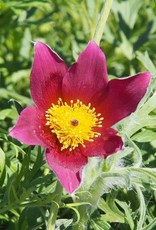 Bron and Sons Pulsatilla vulgaris 'Rubra' Red Pasque Flower #1