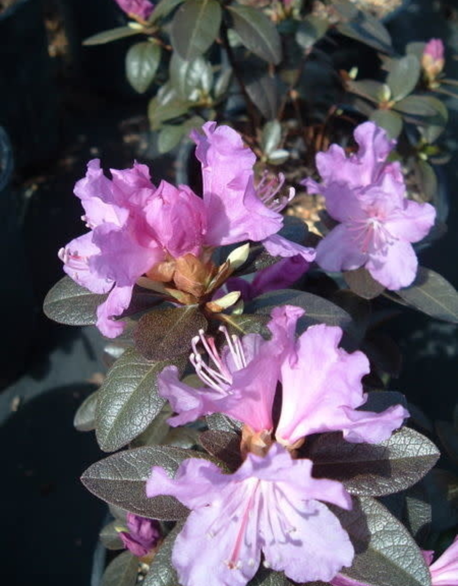 Bron and Sons Rhododendron 'P. J. M. Elite' #5  -P.J.M. Elite Rhododendron