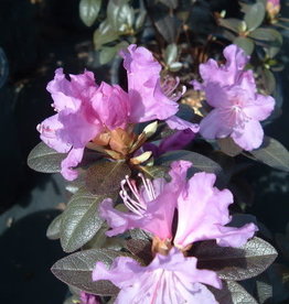 Bron and Sons Rhododendron 'P. J. M. Elite' #5