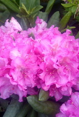 Bron and Sons Rhododendron x 'Haaga' H-1 #2