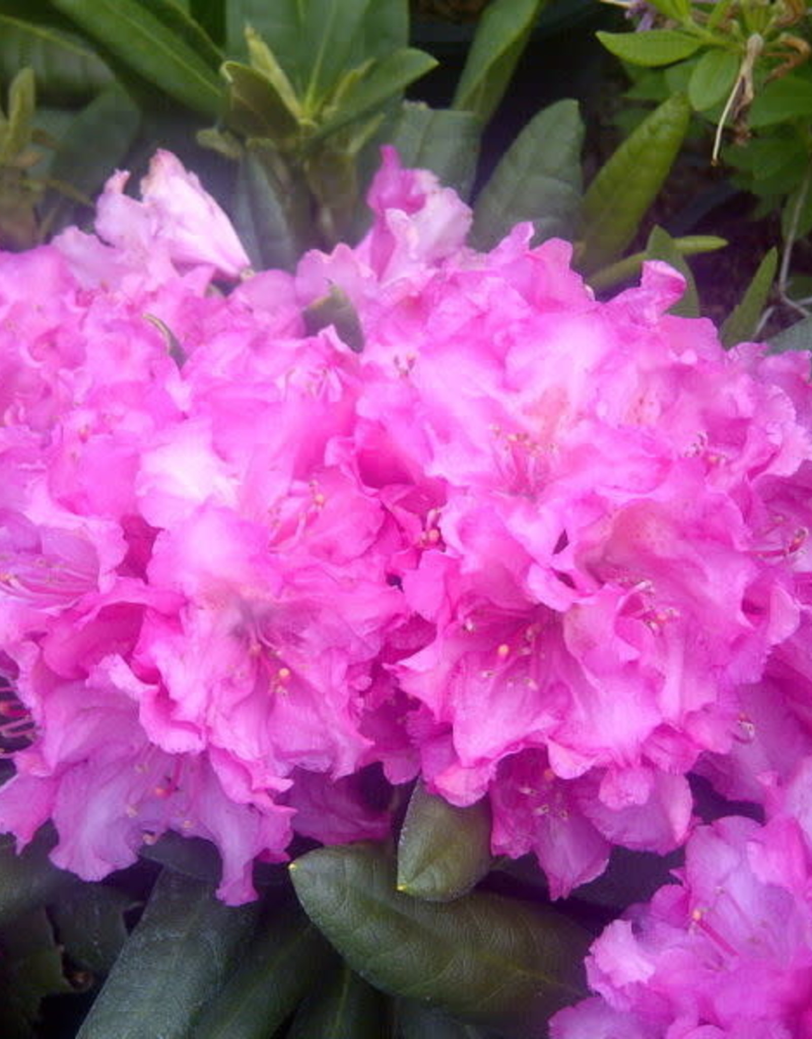 Bron and Sons Rhododendron x 'Haaga' H-1 #2