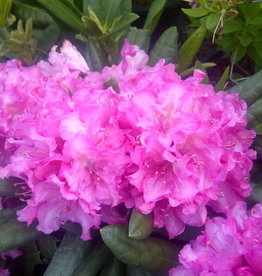 Bron and Sons Rhododendron x 'Haaga' H-1 #2