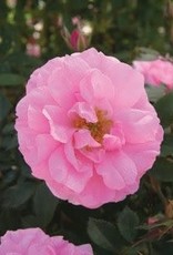 Bron and Sons Rosa 'John Davis' #2 John Davis Rose