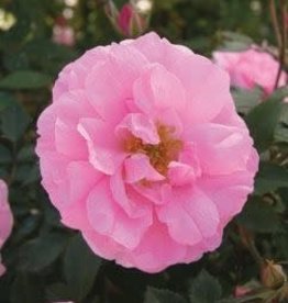 Bron and Sons Rosa 'John Davis' #2 John Davis Rose