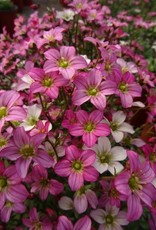 Bron and Sons Saxifraga x arendsii 'Touran™ Pink' #1 - Pink Creeping Saxifrage