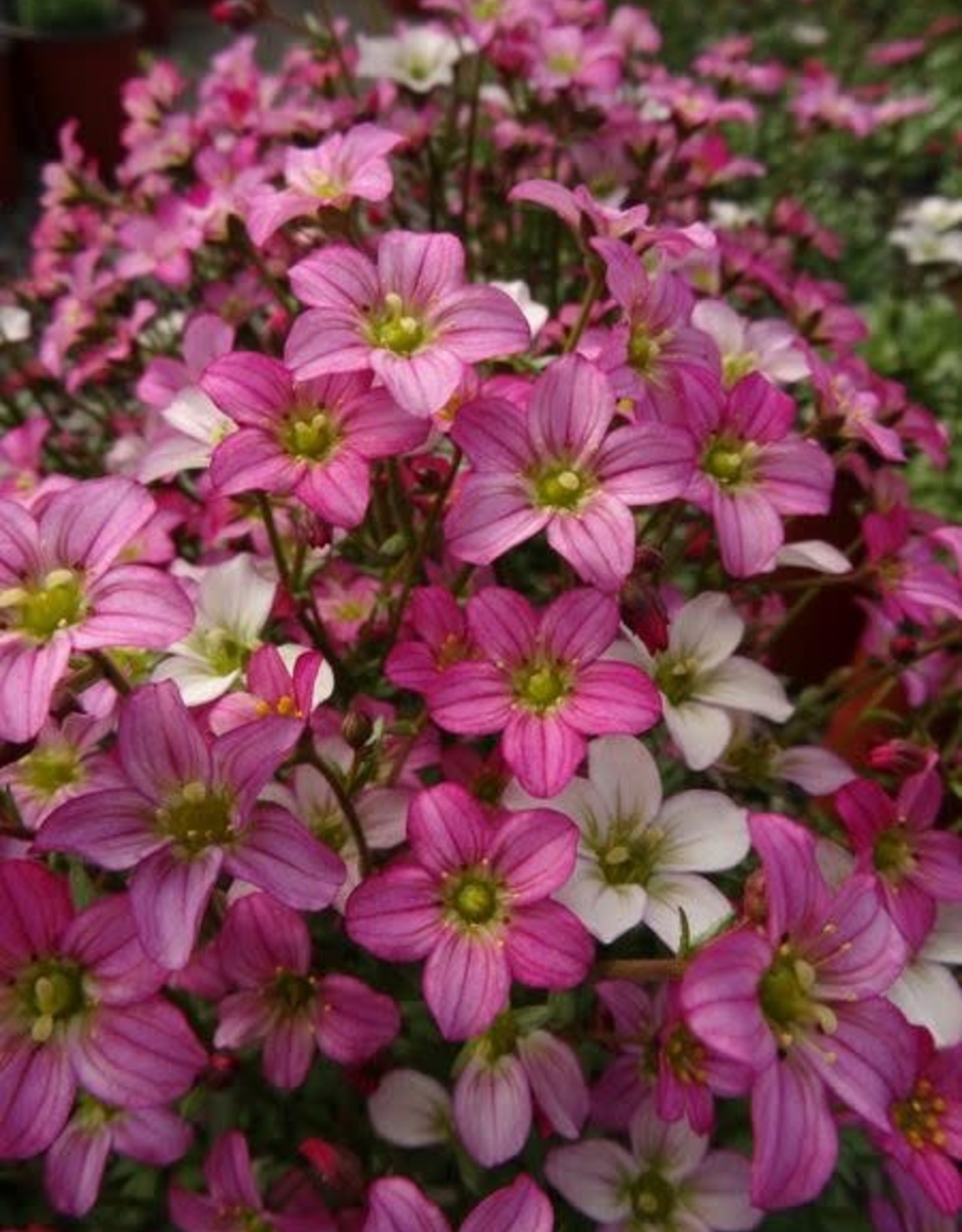 Bron and Sons Saxifraga x arendsii 'Touran™ Pink' #1 - Pink Creeping Saxifrage