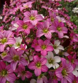 Bron and Sons Saxifraga x arendsii 'Touran™ Pink' #1 - Pink Creeping Saxifrage