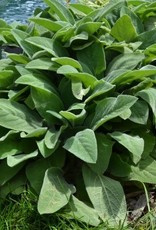 Bron and Sons Stachys byzantina 'Helen Von Stein' #1 - Giant Lamb's Ear