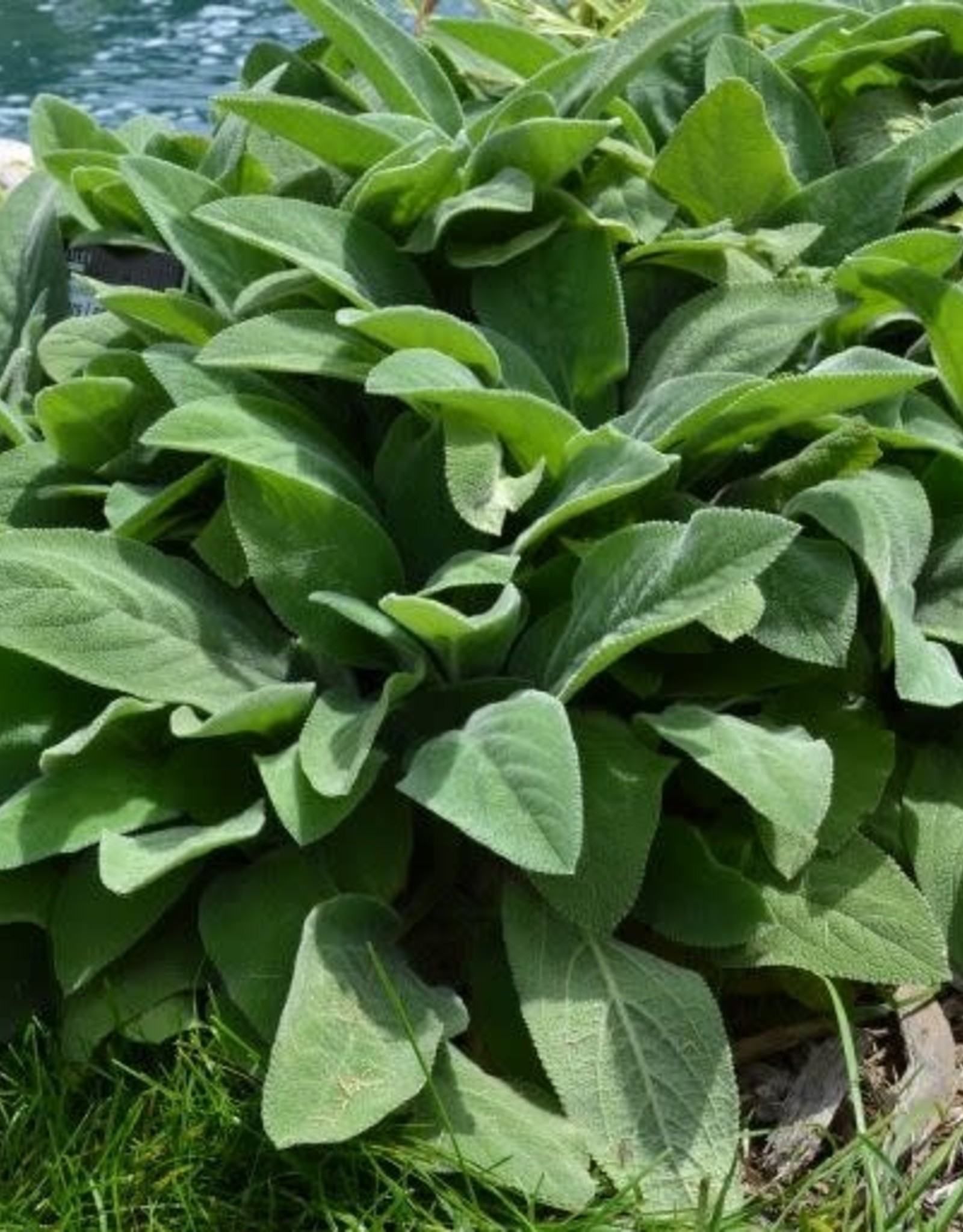 Bron and Sons Stachys byzantina 'Helen Von Stein' #1 - Giant Lamb's Ear