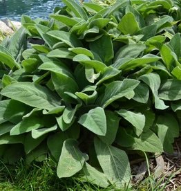 Bron and Sons Stachys byzantina 'Helen Von Stein' #1 - Giant Lamb's Ear