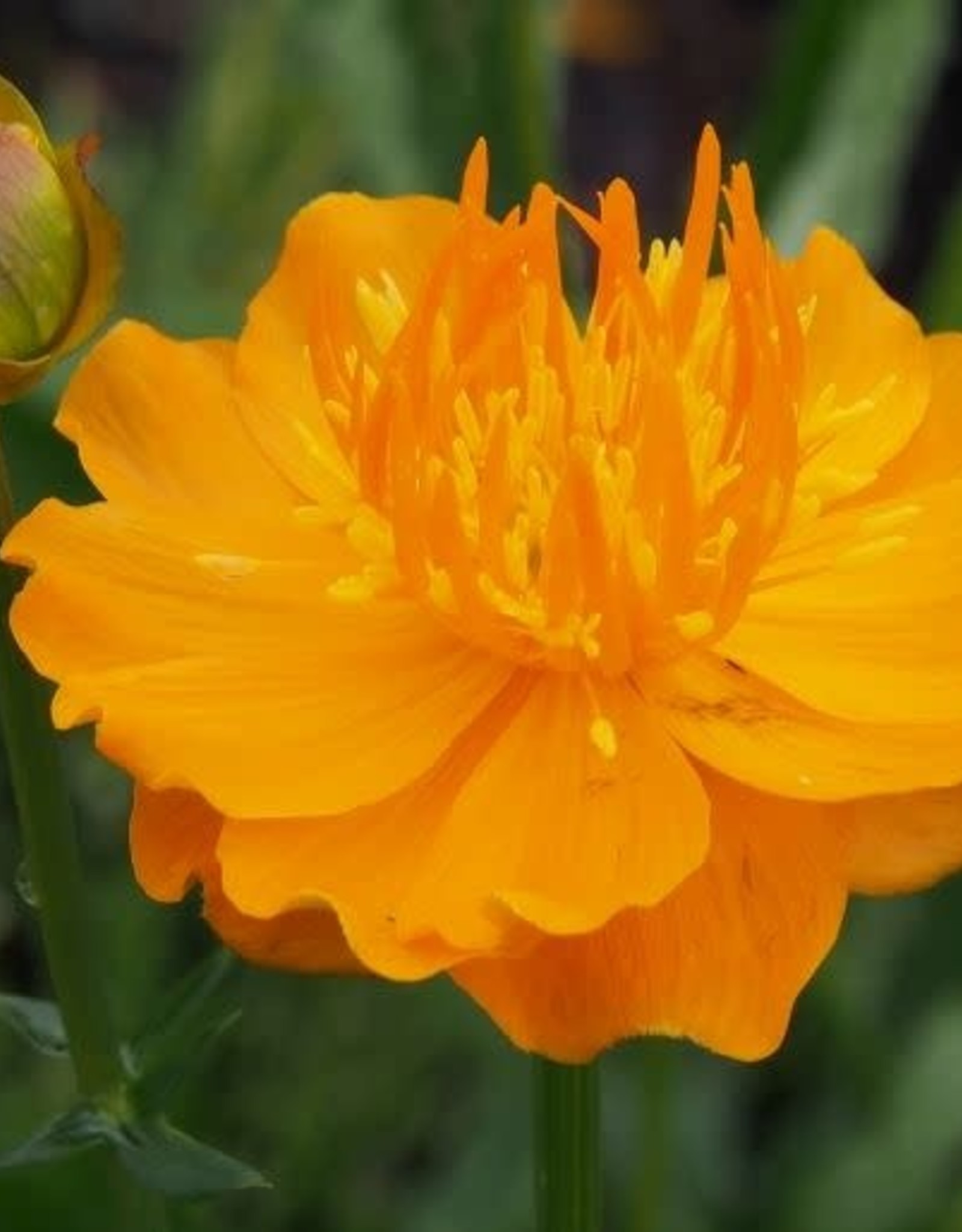 Bron and Sons Trollius x cultorum 'Orange Princess' #1 - Orange Princess Globeflower