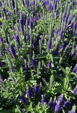 Bron and Sons Veronica spicata 'Royal Candles' PP18932 #1 - Royal Candles Speedwell