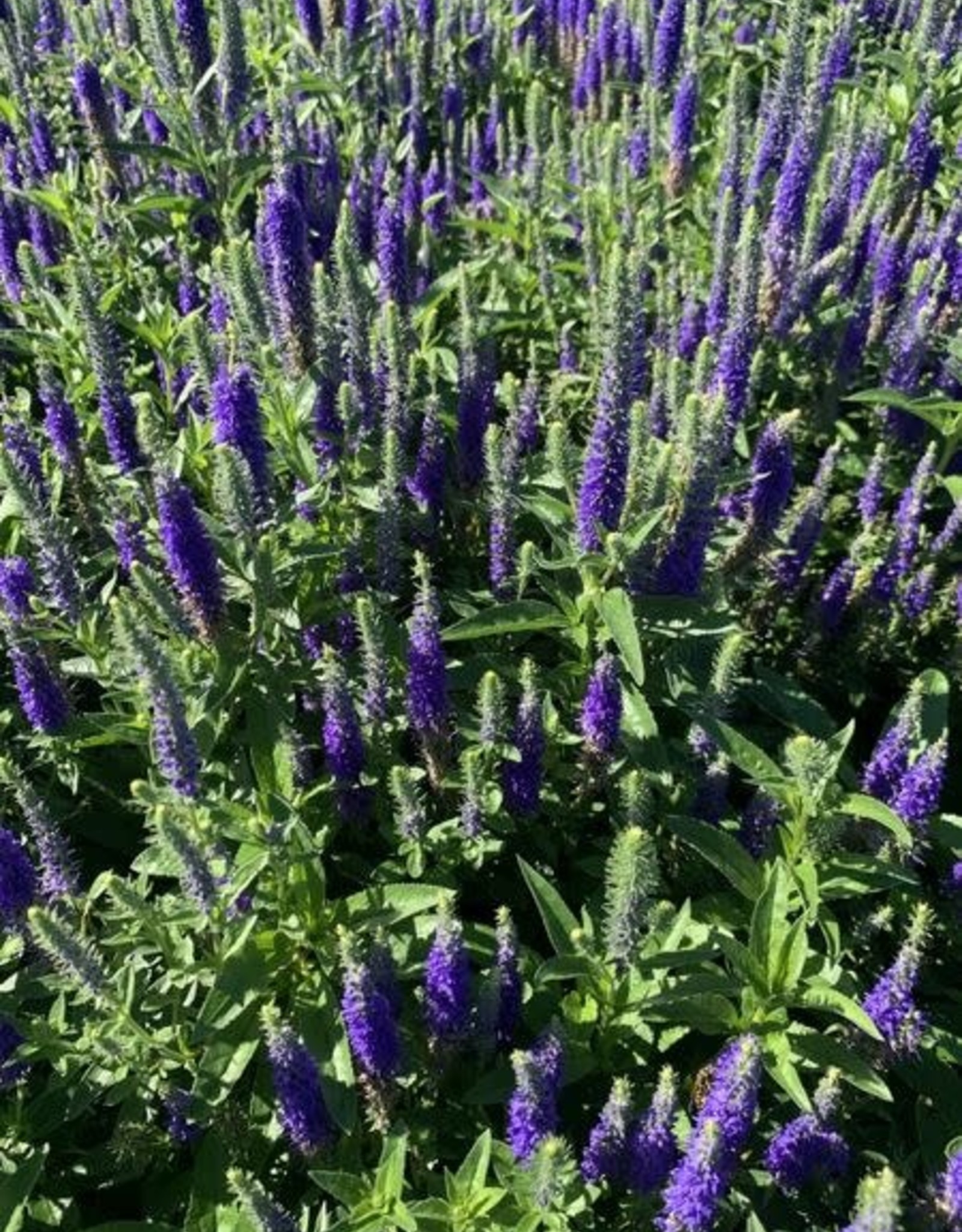 Bron and Sons Veronica spicata 'Royal Candles' PP18932 #1 - Royal Candles Speedwell