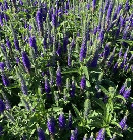 Bron and Sons Veronica spicata 'Royal Candles' PP18932 #1 - Royal Candles Speedwell