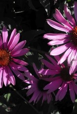 Sester Farms Echinacea p. 'Magnus' #1 SF