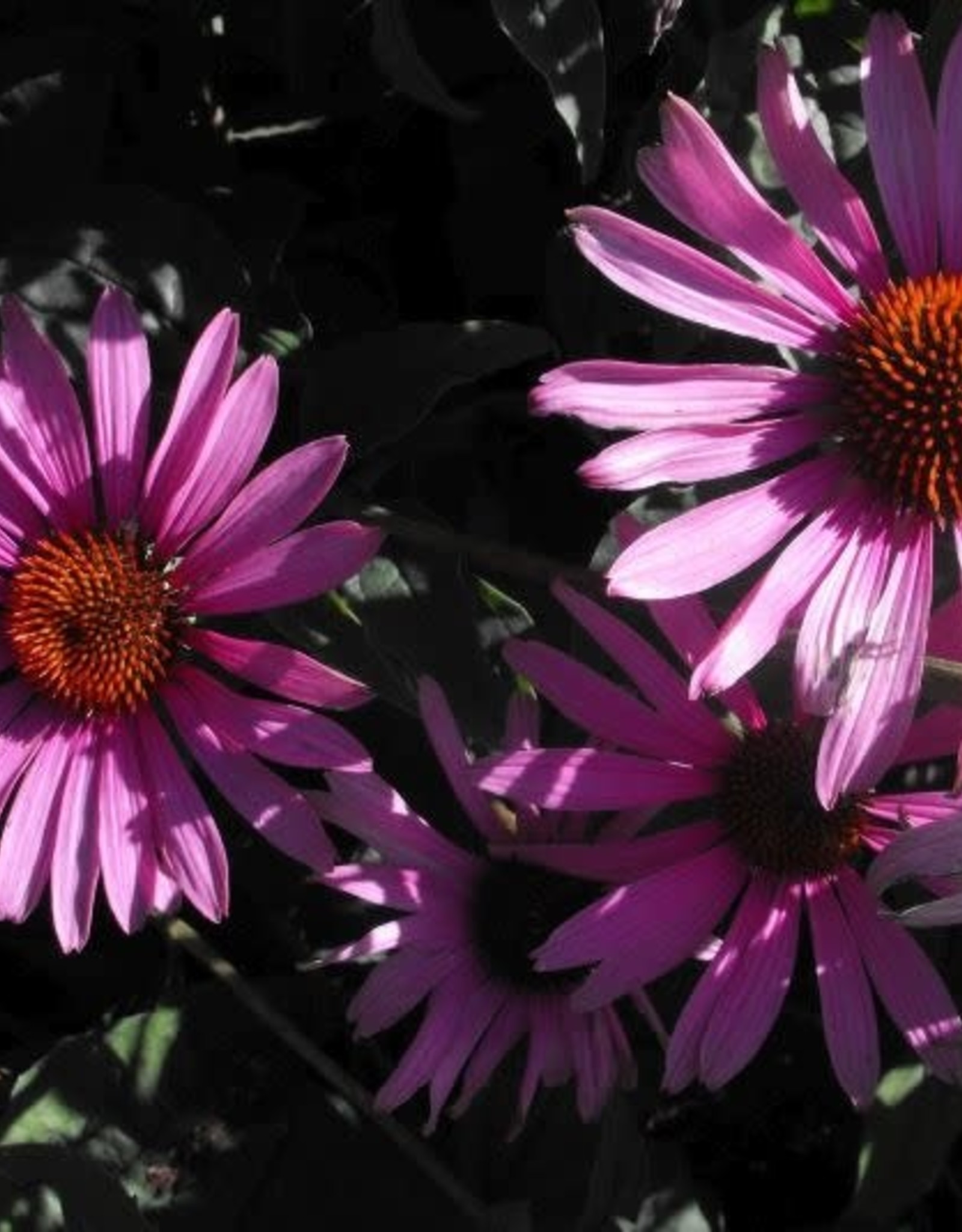 Sester Farms Echinacea p. 'Magnus' #1 SF