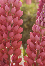 Sester Farms Lupinus p. 'Popsicle Red' Lupine #1