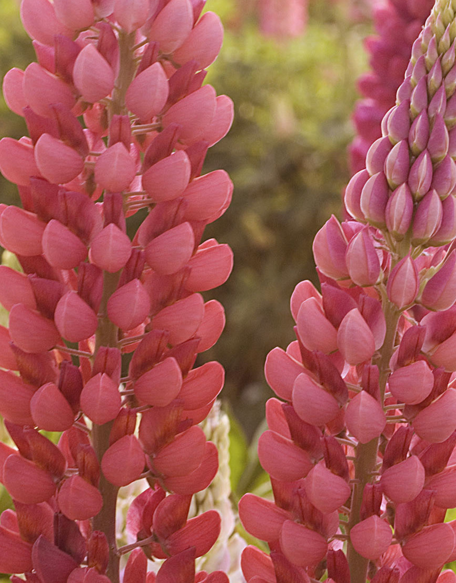 Sester Farms Lupinus p. 'Popsicle Red' Lupine #1