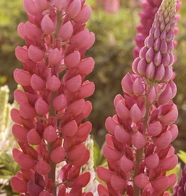 Sester Farms Lupinus p. 'Popsicle Red' Lupine #1
