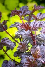 Sester Farms Physocarpus o. 'Podaras 1'   #2 Burgundy Candy Ninebark SF