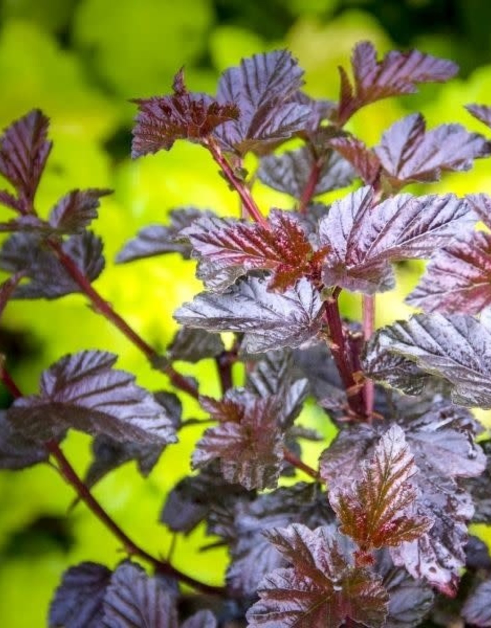 Sester Farms Physocarpus o. 'Podaras 1'   #2 Burgundy Candy Ninebark SF