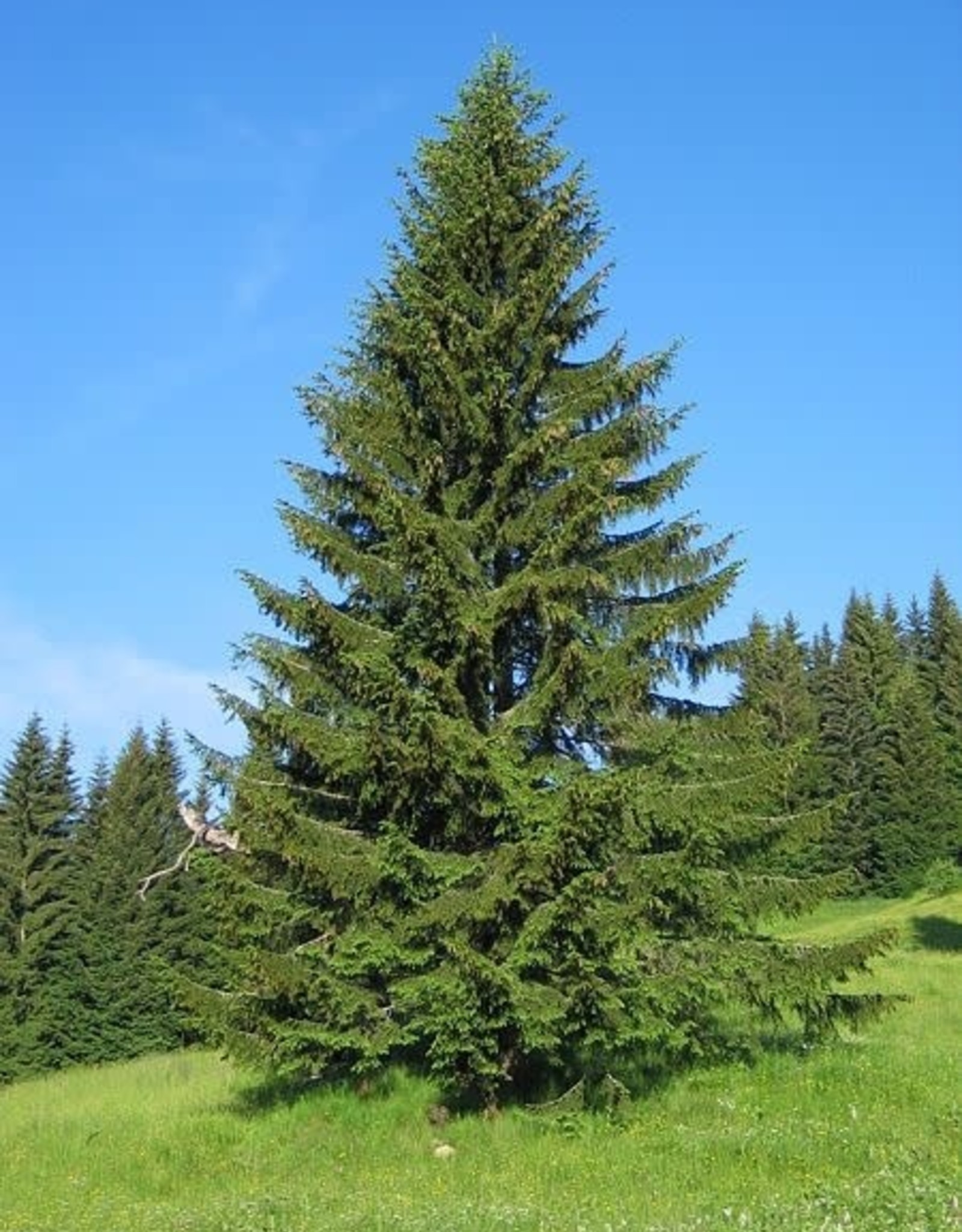 Sester Farms Picea abies -Norway Spruce #5 super 24-30inch"