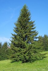 Sester Farms Picea abies . Norway Spruce #2  12-15in