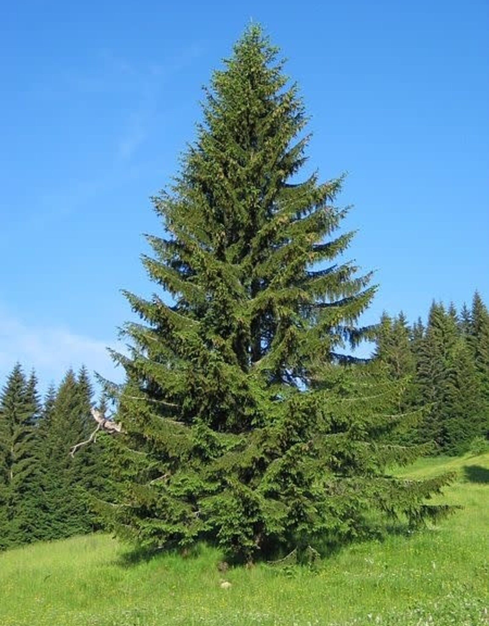 Sester Farms Picea abies . Norway Spruce #2  12-15in
