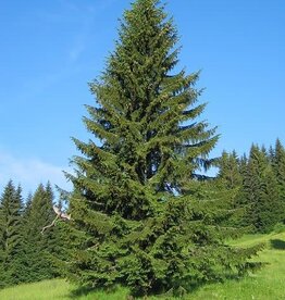 Sester Farms Picea abies . Norway Spruce #2  12-15in