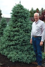 Sester Farms Picea pungens 'Sester Dwarf' Spruce #5 Super"  18-24 in SF
