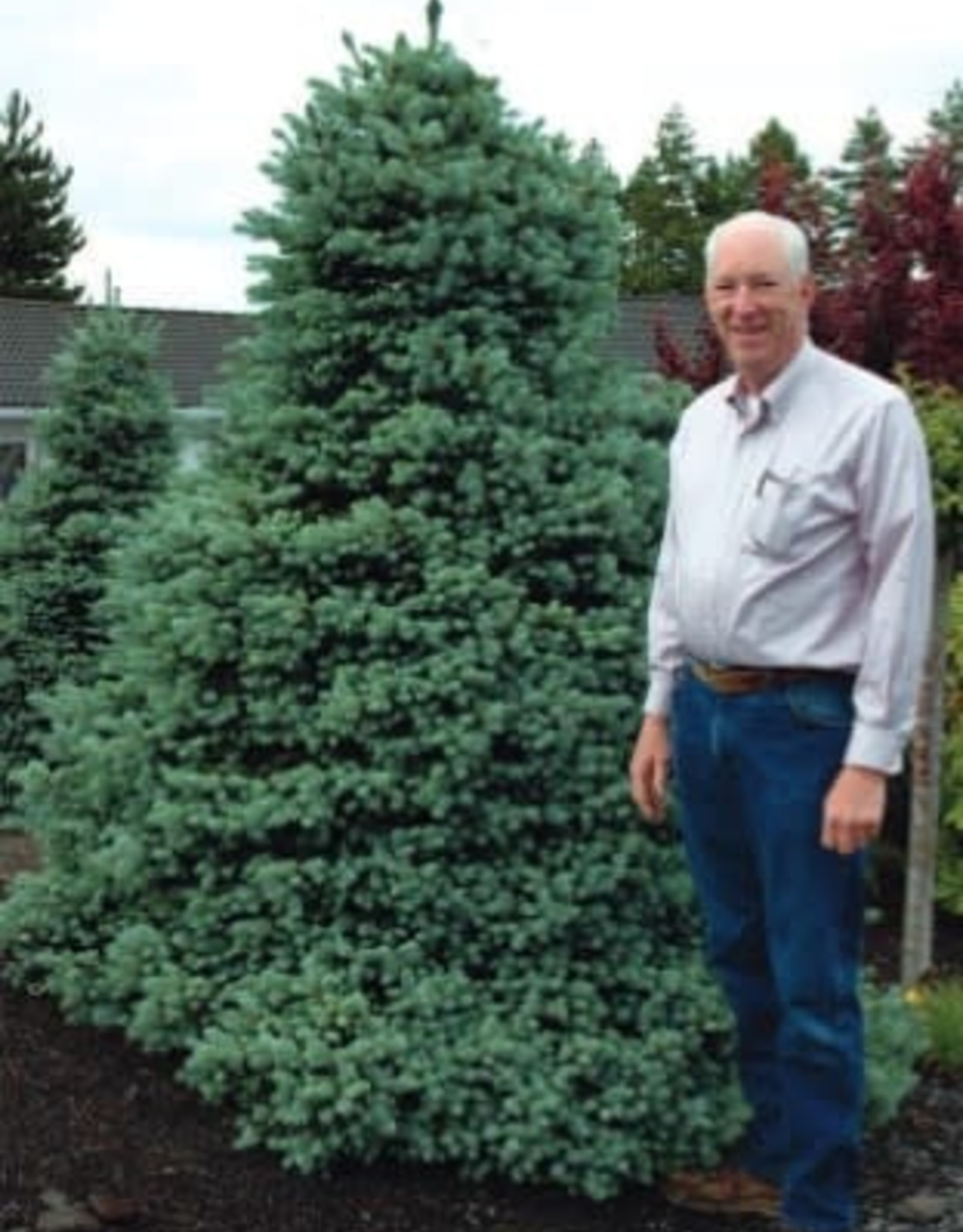 Sester Farms Picea pungens 'Sester Dwarf' Spruce #5 Super"  18-24 in SF