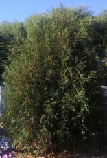 Sester Farms Thuja occidentalis 'Techny' Arborvitae/Cedar  #7    60-66 in