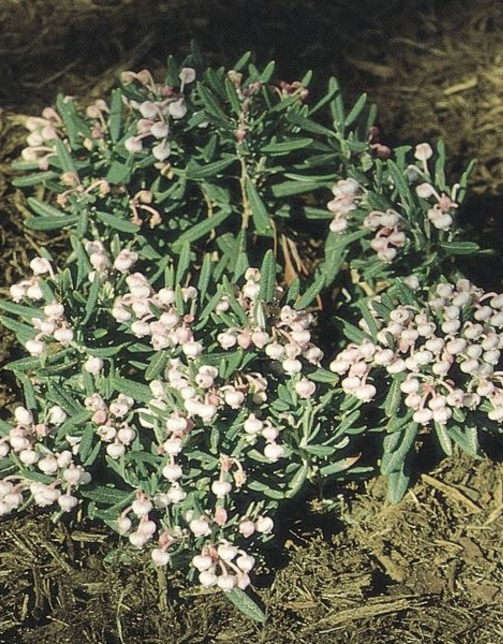 Bron and Sons Andromeda polifolia 'Blue Ice' #2 Blue Ice Bog Rosemary