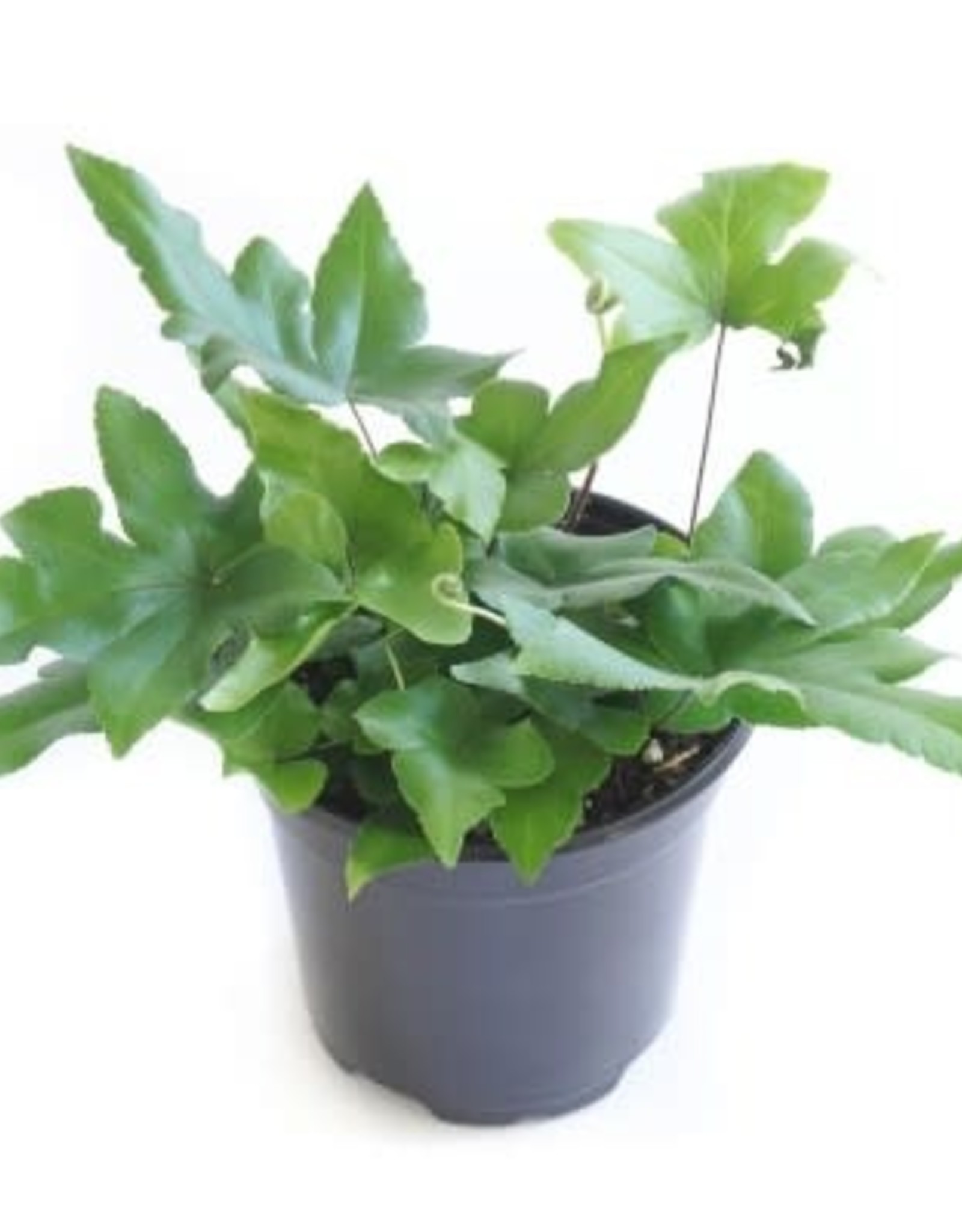 Tropical Assorted Foliage Houseplants 2 inch BBY Wagon Wheel