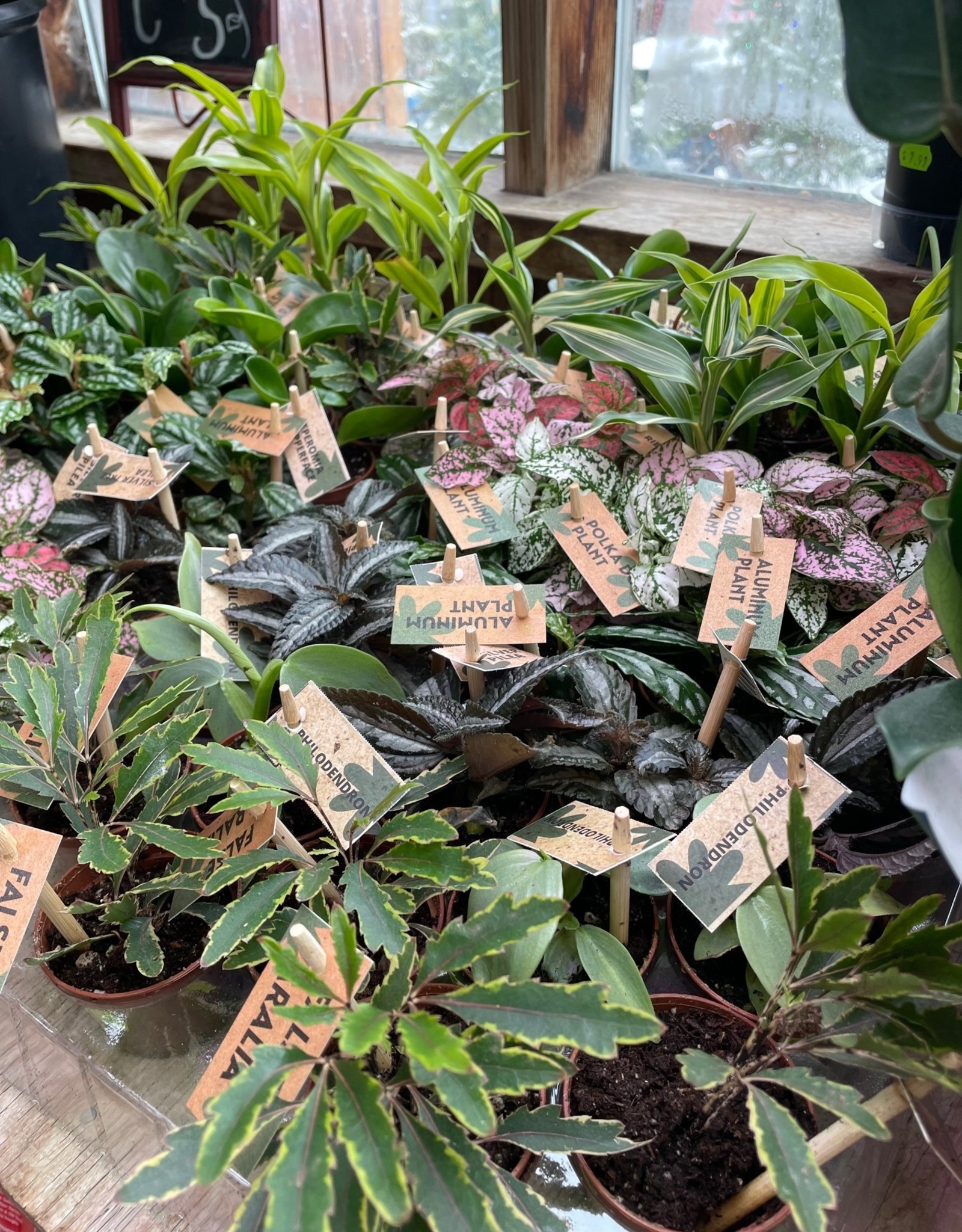 Tropical Assorted Foliage Houseplants 2 inch BBY Wagon Wheel