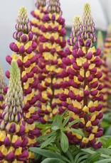 Gulley Greenhouse Lupinus polyphyllus 'Westcountry'  Manhattan Lights'  Lupine #1