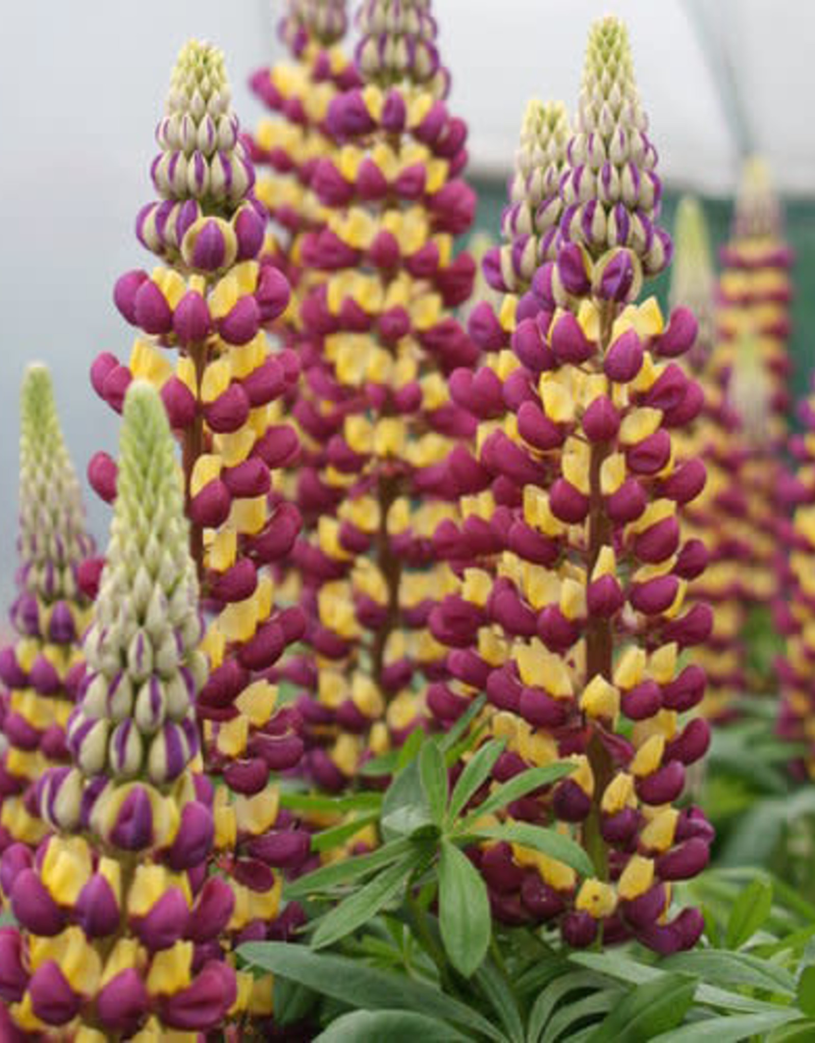 Gulley Greenhouse Lupinus polyphyllus 'Westcountry'  Manhattan Lights'  Lupine #1