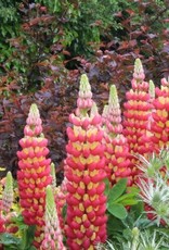 Gulley Greenhouse Lupinus polyphyllus 'Westcountry'  Tequila Flame'  Lupine #1