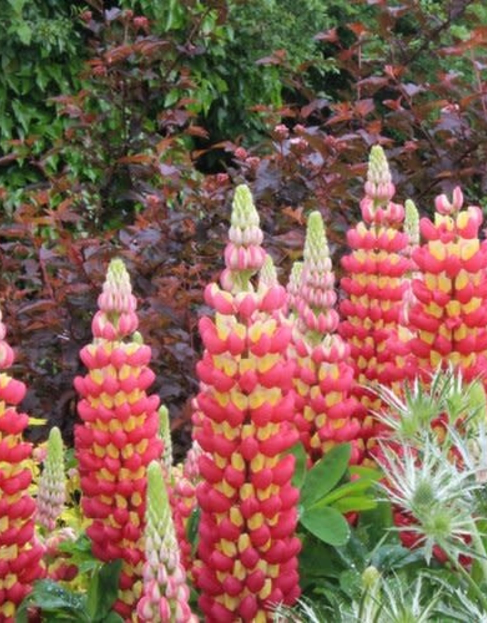Gulley Greenhouse Lupinus polyphyllus 'Westcountry'  Tequila Flame'  Lupine #1