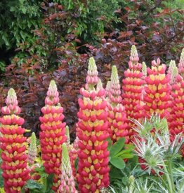 Gulley Greenhouse Lupinus polyphyllus 'Westcountry'  Tequila Flame'  Lupine #1