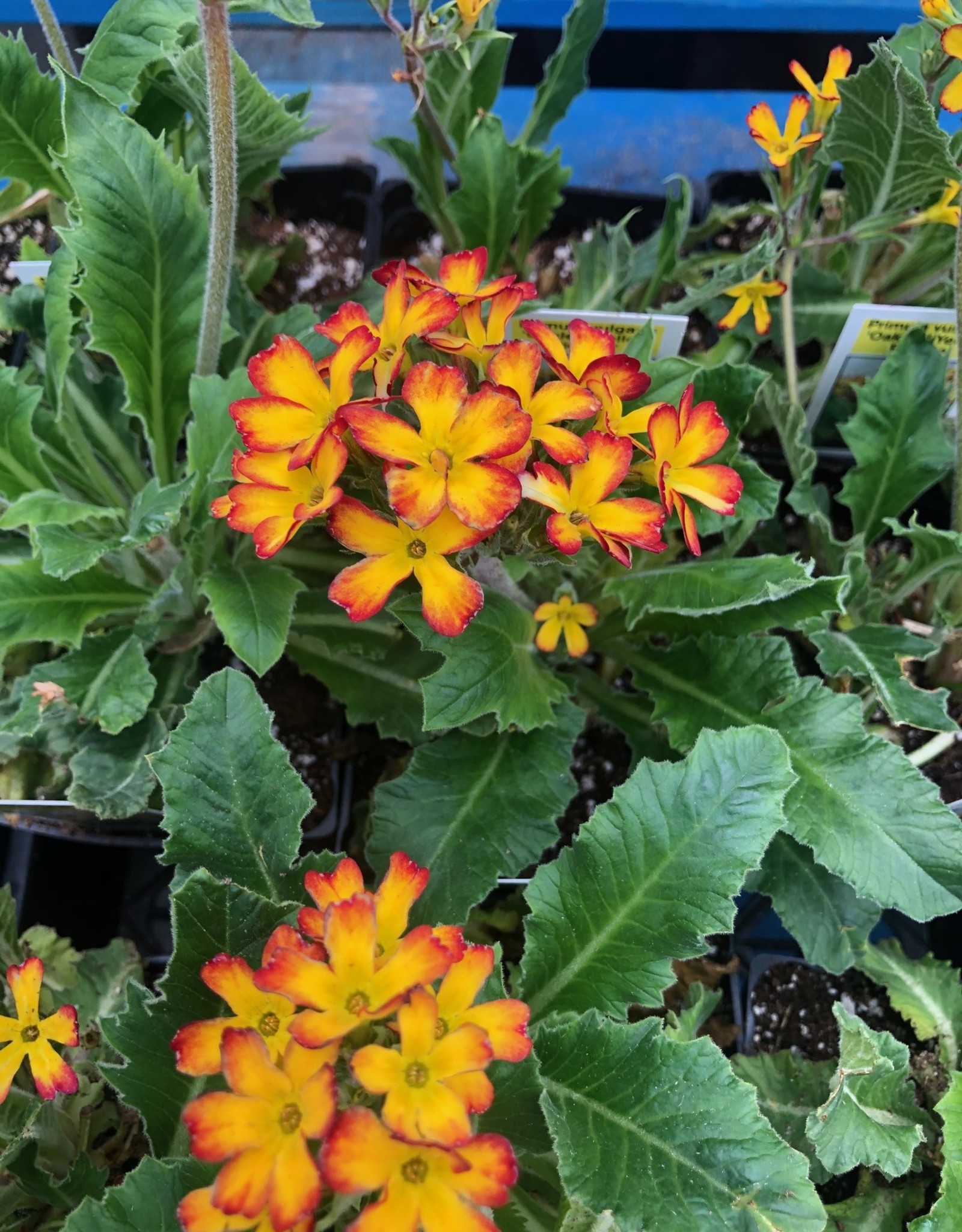 Gulley Greenhouse PRIMULA vulgaris ‘Oakleaf Yellow Picotee’ 5.5in