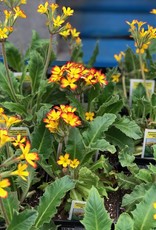 Gulley Greenhouse PRIMULA vulgaris ‘Oakleaf Yellow Picotee’ 5.5in