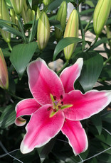 Zabo Lilium Oriental Lily El Capitan  #1 Pink